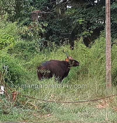 wild buffalo05may2020